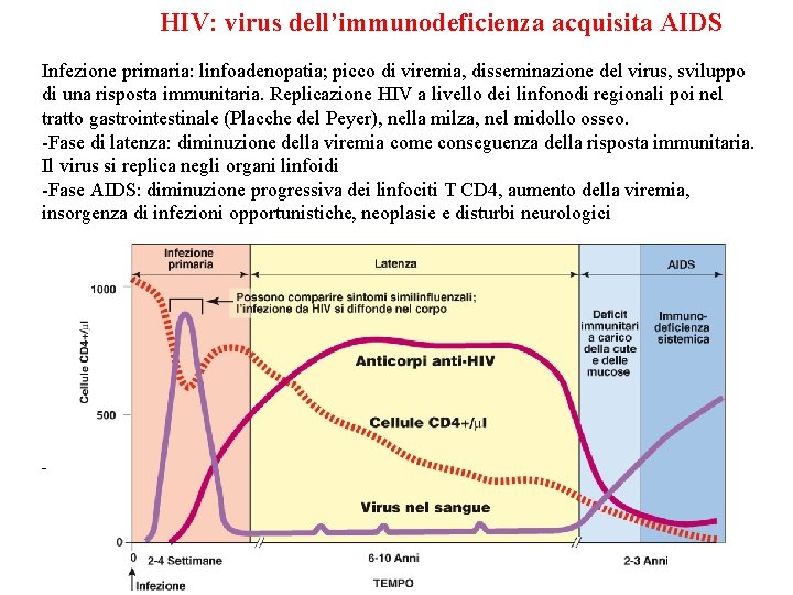 HIV: virus dell’immunodeficienza acquisita AIDS Infezione primaria: linfoadenopatia; picco di viremia, disseminazione del virus,