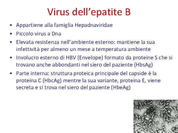 Virus dell’epatite B • Appartiene alla famiglia Hepadnaviridae • Piccolo virus a Dna •