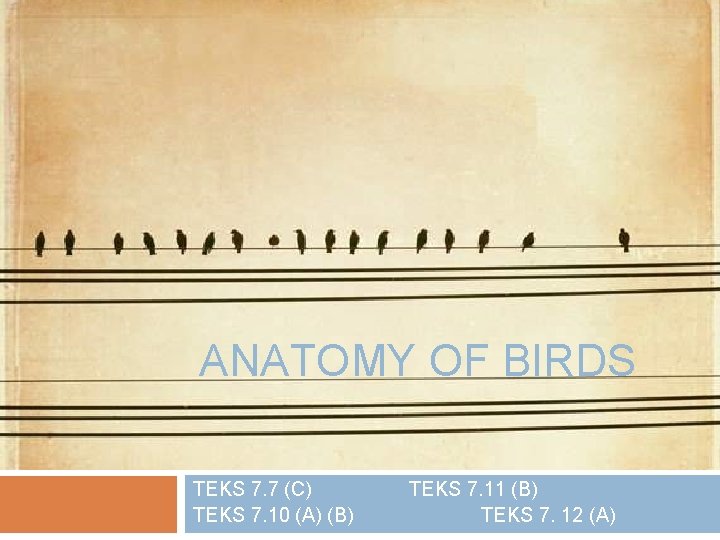 ANATOMY OF BIRDS TEKS 7. 7 (C) TEKS 7. 10 (A) (B) TEKS 7.