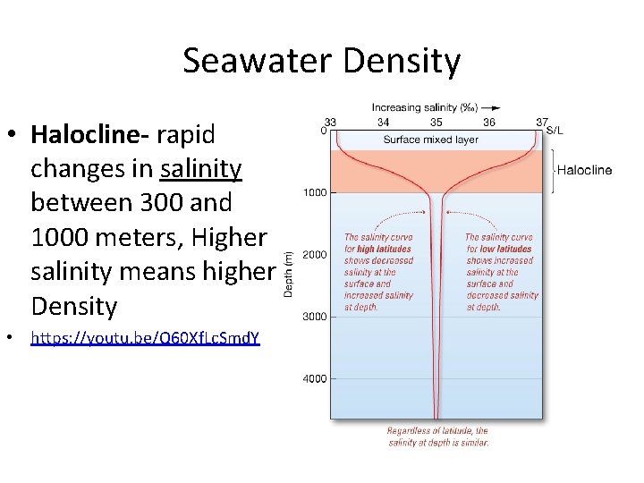 Seawater Density • Halocline- rapid changes in salinity between 300 and 1000 meters, Higher