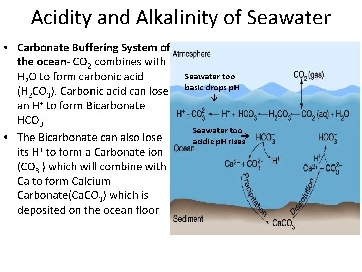 Acidity and Alkalinity of Seawater too basic drops p. H ↓ Seawater too acidic Acidity and Alkalinity of Seawater too basic drops p. H ↓ Seawater too acidic