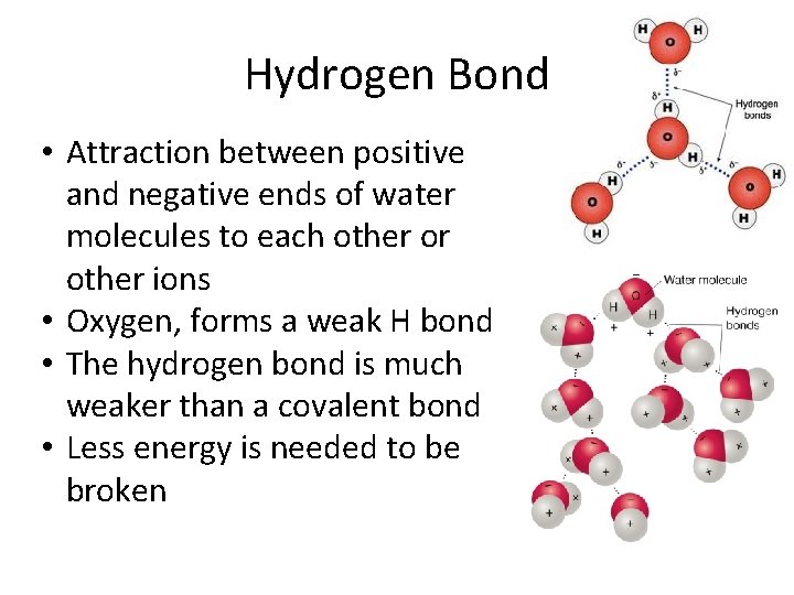 Hydrogen Bond • Attraction between positive and negative ends of water molecules to each