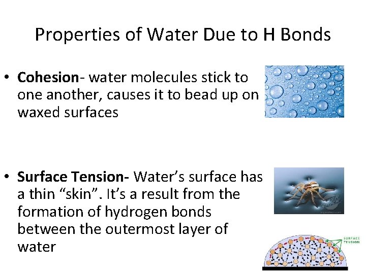 Properties of Water Due to H Bonds • Cohesion- water molecules stick to one