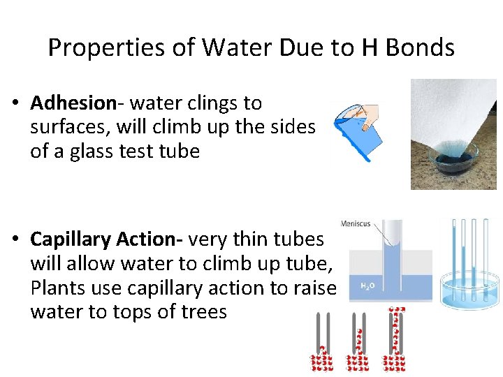 Properties of Water Due to H Bonds • Adhesion- water clings to surfaces, will Properties of Water Due to H Bonds • Adhesion- water clings to surfaces, will