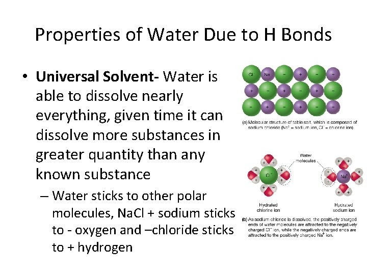 Properties of Water Due to H Bonds • Universal Solvent- Water is able to