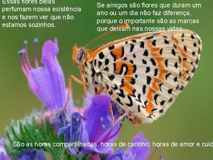 Essas flores belas perfumam nossa existência e nos fazem ver que não estamos sozinhos. Essas flores belas perfumam nossa existência e nos fazem ver que não estamos sozinhos.