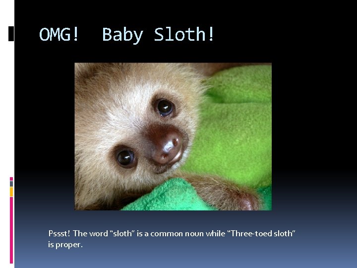 OMG! Baby Sloth! Pssst! The word “sloth” is a common noun while “Three-toed sloth”