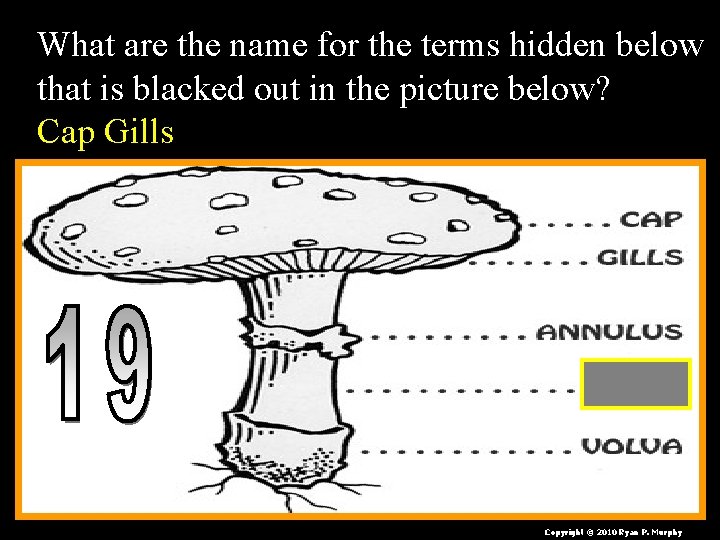 What are the name for the terms hidden below that is blacked out in