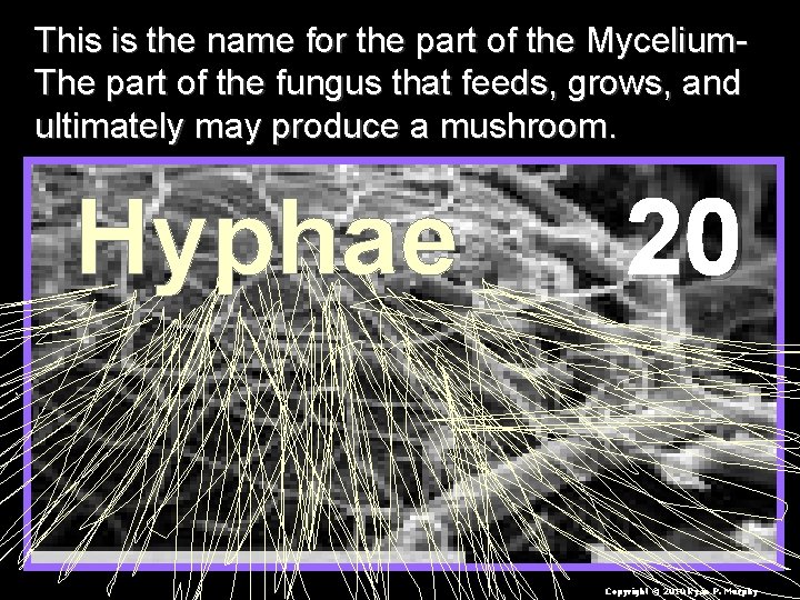 This is the name for the part of the Mycelium. The part of the