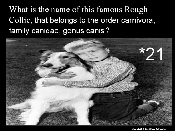 What is the name of this famous Rough Collie, that belongs to the order