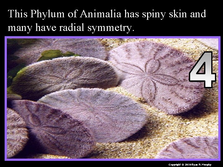 This Phylum of Animalia has spiny skin and many have radial symmetry. Copyright ©