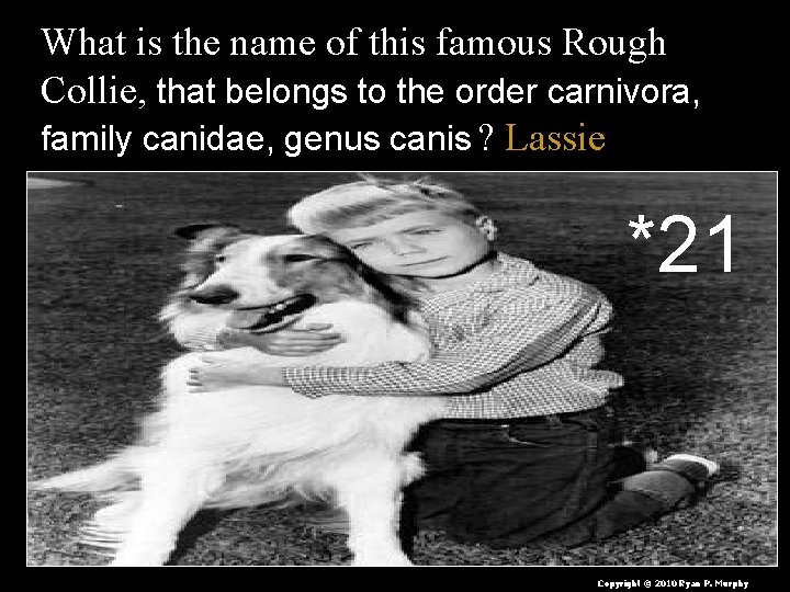 What is the name of this famous Rough Collie, that belongs to the order