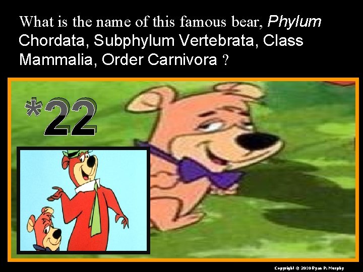 What is the name of this famous bear, Phylum Chordata, Subphylum Vertebrata, Class Mammalia,