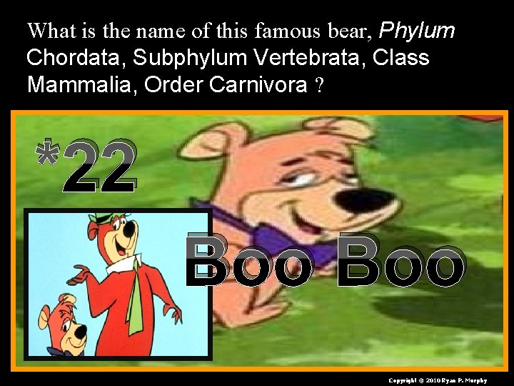 What is the name of this famous bear, Phylum Chordata, Subphylum Vertebrata, Class Mammalia,