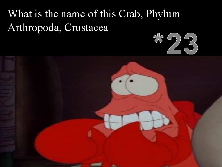 What is the name of this Crab, Phylum Arthropoda, Crustacea *23 