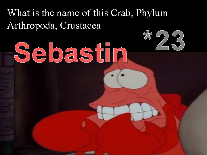 What is the name of this Crab, Phylum Arthropoda, Crustacea *23 Sebastin 