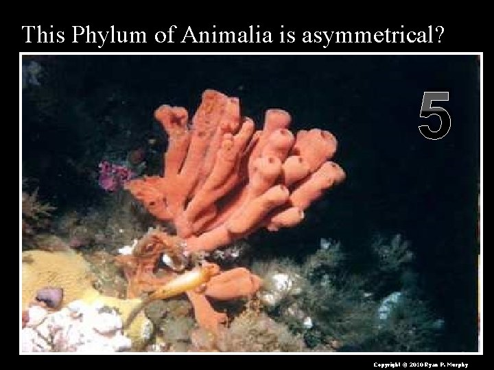 This Phylum of Animalia is asymmetrical? 5 Copyright © 2010 Ryan P. Murphy 