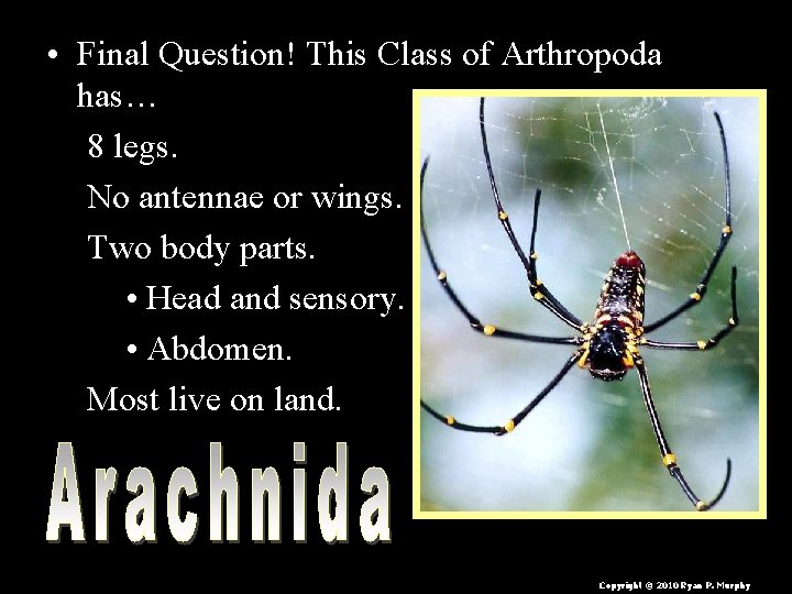  • Final Question! This Class of Arthropoda has… 8 legs. No antennae or