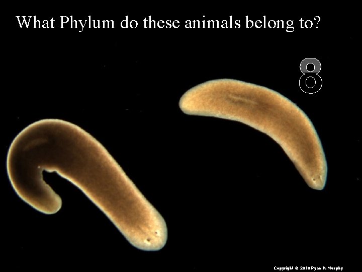 What Phylum do these animals belong to? 8 Copyright © 2010 Ryan P. Murphy