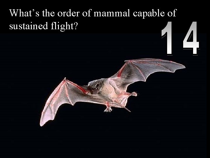 What’s the order of mammal capable of sustained flight? Copyright © 2010 Ryan P.