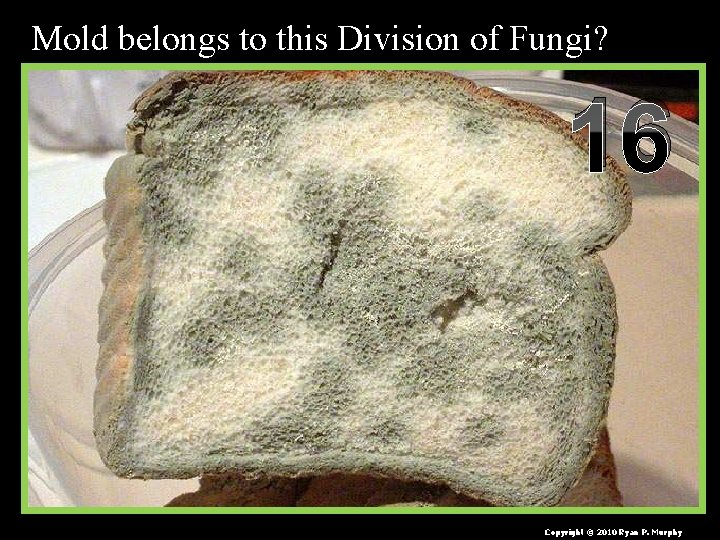 Mold belongs to this Division of Fungi? 16 Copyright © 2010 Ryan P. Murphy