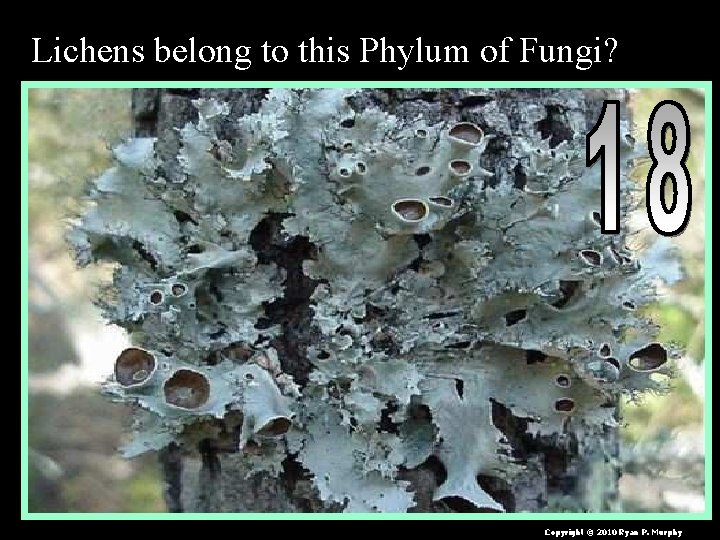 Lichens belong to this Phylum of Fungi? Copyright © 2010 Ryan P. Murphy 
