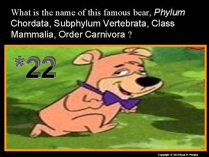 What is the name of this famous bear, Phylum Chordata, Subphylum Vertebrata, Class Mammalia,