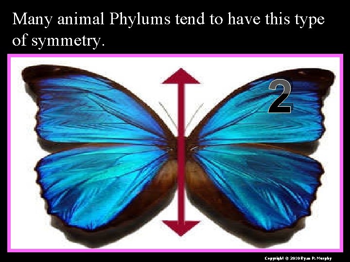 Many animal Phylums tend to have this type of symmetry. 2 Copyright © 2010