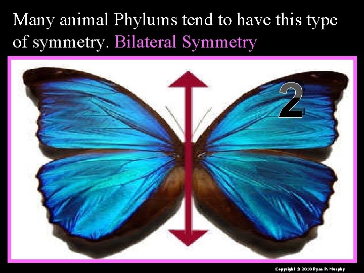 Many animal Phylums tend to have this type of symmetry. Bilateral Symmetry 2 Copyright