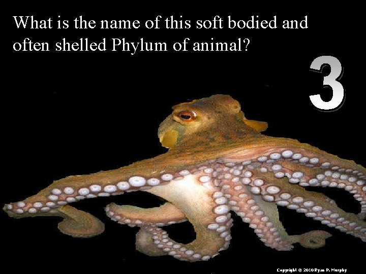 What is the name of this soft bodied and often shelled Phylum of animal?