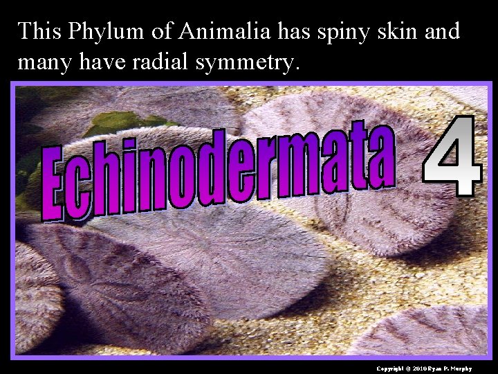 This Phylum of Animalia has spiny skin and many have radial symmetry. Copyright ©