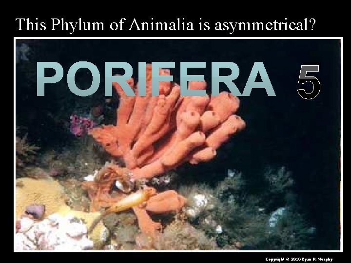 This Phylum of Animalia is asymmetrical? 5 Copyright © 2010 Ryan P. Murphy 