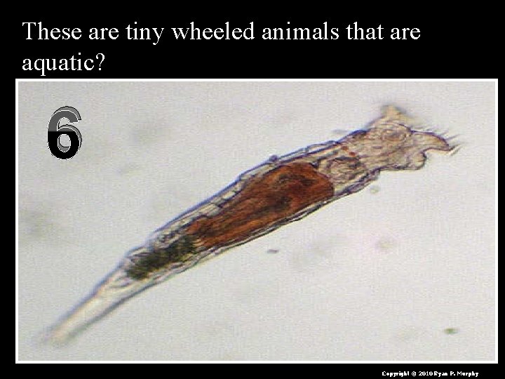 These are tiny wheeled animals that are aquatic? 6 Copyright © 2010 Ryan P.
