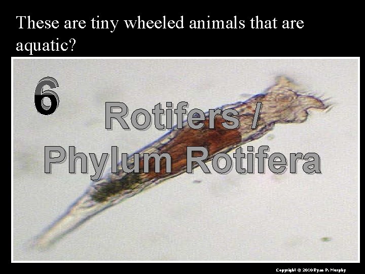 These are tiny wheeled animals that are aquatic? 6 Rotifers / Phylum Rotifera Copyright
