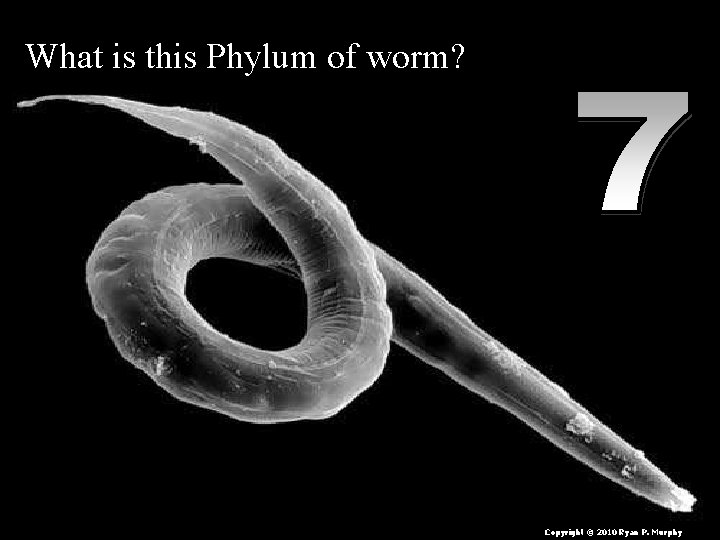 What is this Phylum of worm? Copyright © 2010 Ryan P. Murphy 