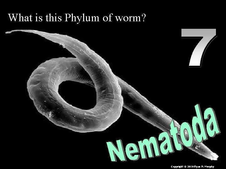 What is this Phylum of worm? Copyright © 2010 Ryan P. Murphy 