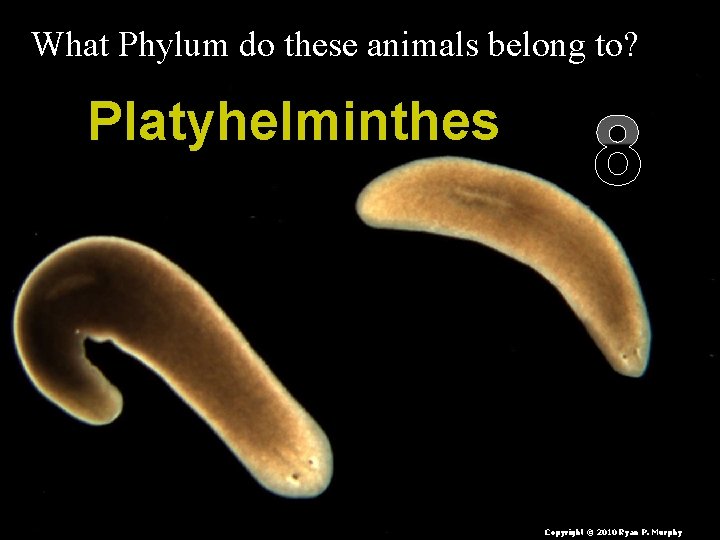 What Phylum do these animals belong to? Platyhelminthes 8 Copyright © 2010 Ryan P.