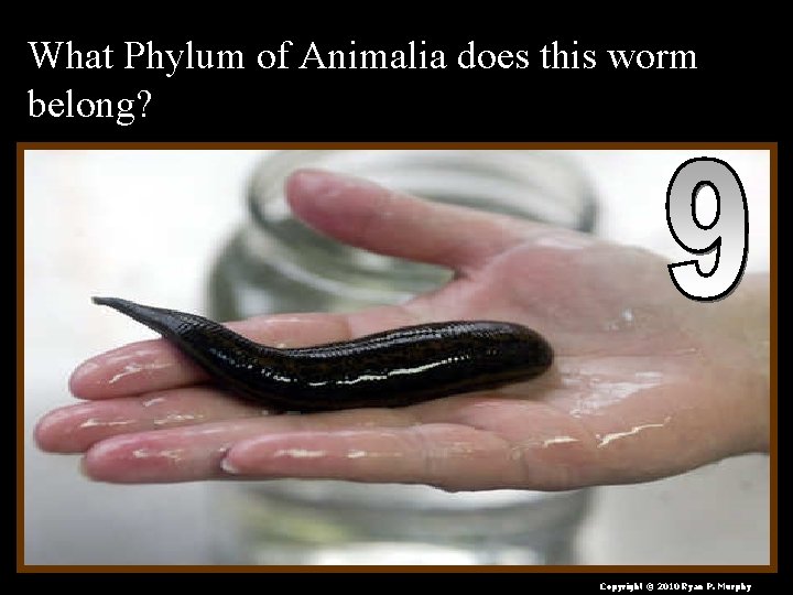 What Phylum of Animalia does this worm belong? Copyright © 2010 Ryan P. Murphy