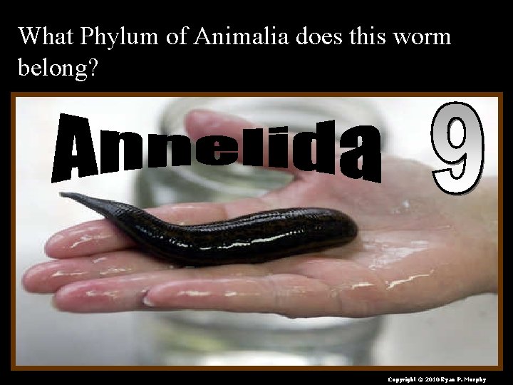 What Phylum of Animalia does this worm belong? Copyright © 2010 Ryan P. Murphy