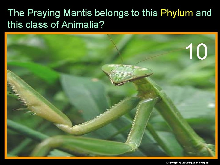 The Praying Mantis belongs to this Phylum and this class of Animalia? 10 Copyright