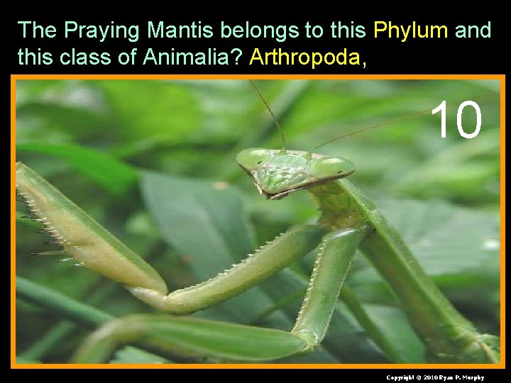 The Praying Mantis belongs to this Phylum and this class of Animalia? Arthropoda, 10