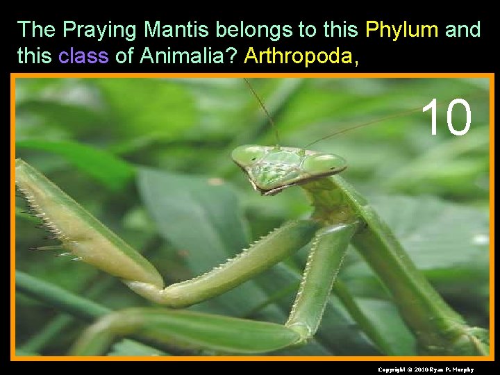 The Praying Mantis belongs to this Phylum and this class of Animalia? Arthropoda, 10