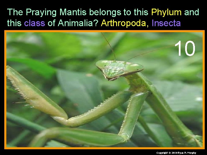 The Praying Mantis belongs to this Phylum and this class of Animalia? Arthropoda, Insecta