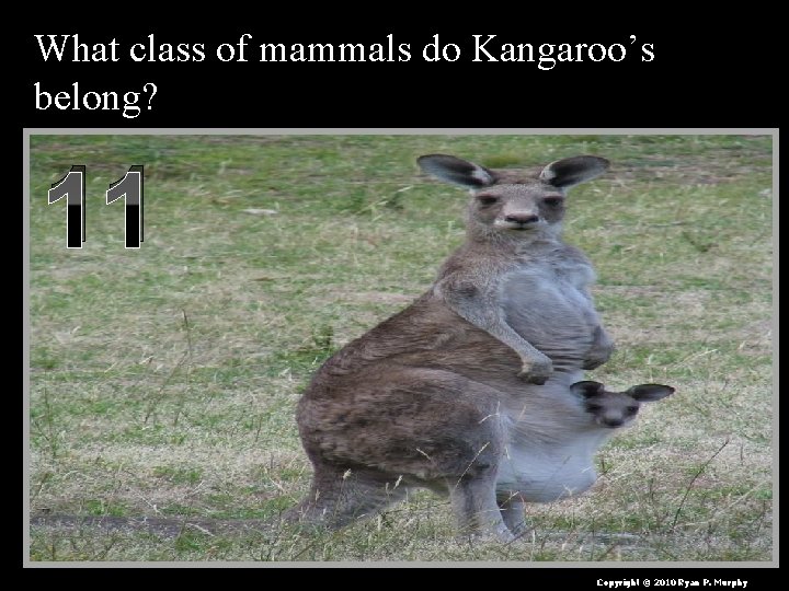 What class of mammals do Kangaroo’s belong? 11 Copyright © 2010 Ryan P. Murphy