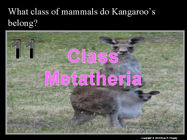 What class of mammals do Kangaroo’s belong? 11 Class Metatheria Copyright © 2010 Ryan