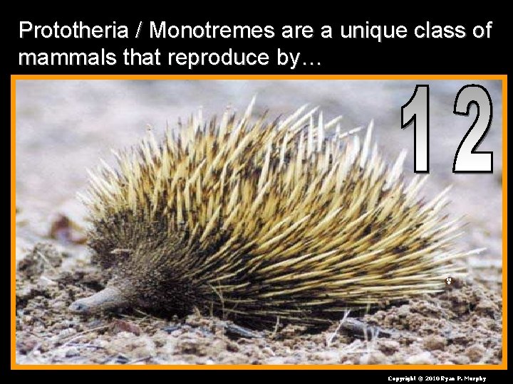 Prototheria / Monotremes are a unique class of mammals that reproduce by… Copyright ©