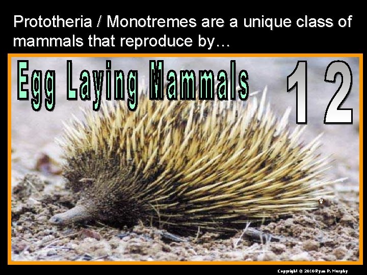 Prototheria / Monotremes are a unique class of mammals that reproduce by… Copyright ©