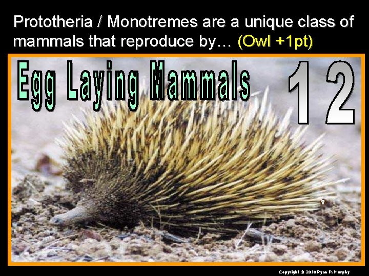 Prototheria / Monotremes are a unique class of mammals that reproduce by… (Owl +1