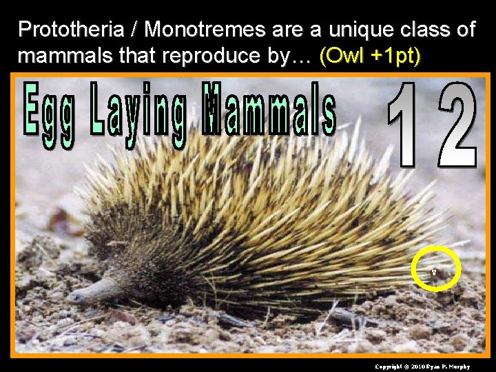 Prototheria / Monotremes are a unique class of mammals that reproduce by… (Owl +1