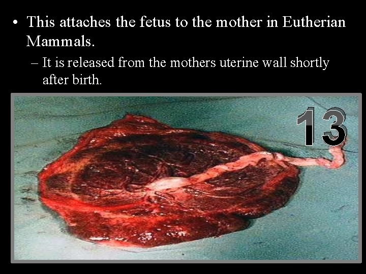  • This attaches the fetus to the mother in Eutherian Mammals. – It